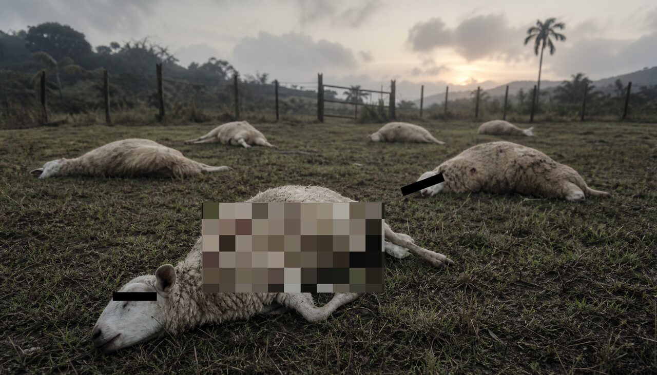 Eight sheep, dead at dawn, with the punctures that started a thirty-year career.