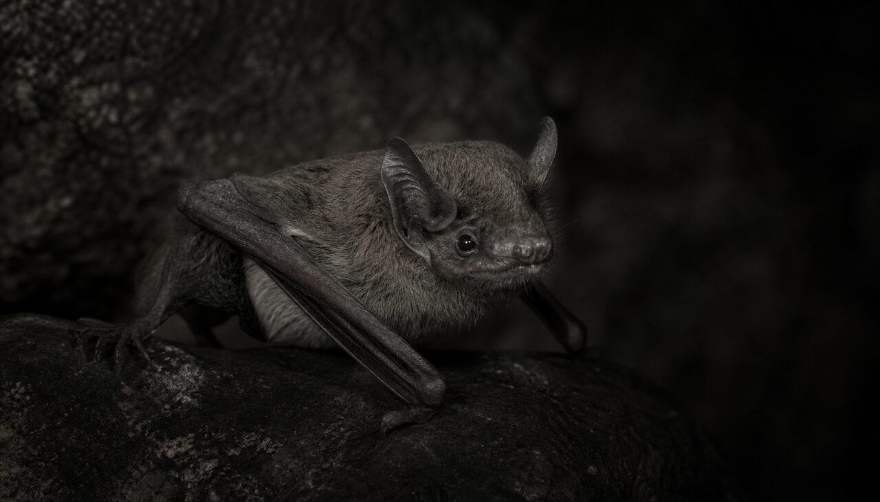 A vampire bat: real, small, and responsible for none of this.