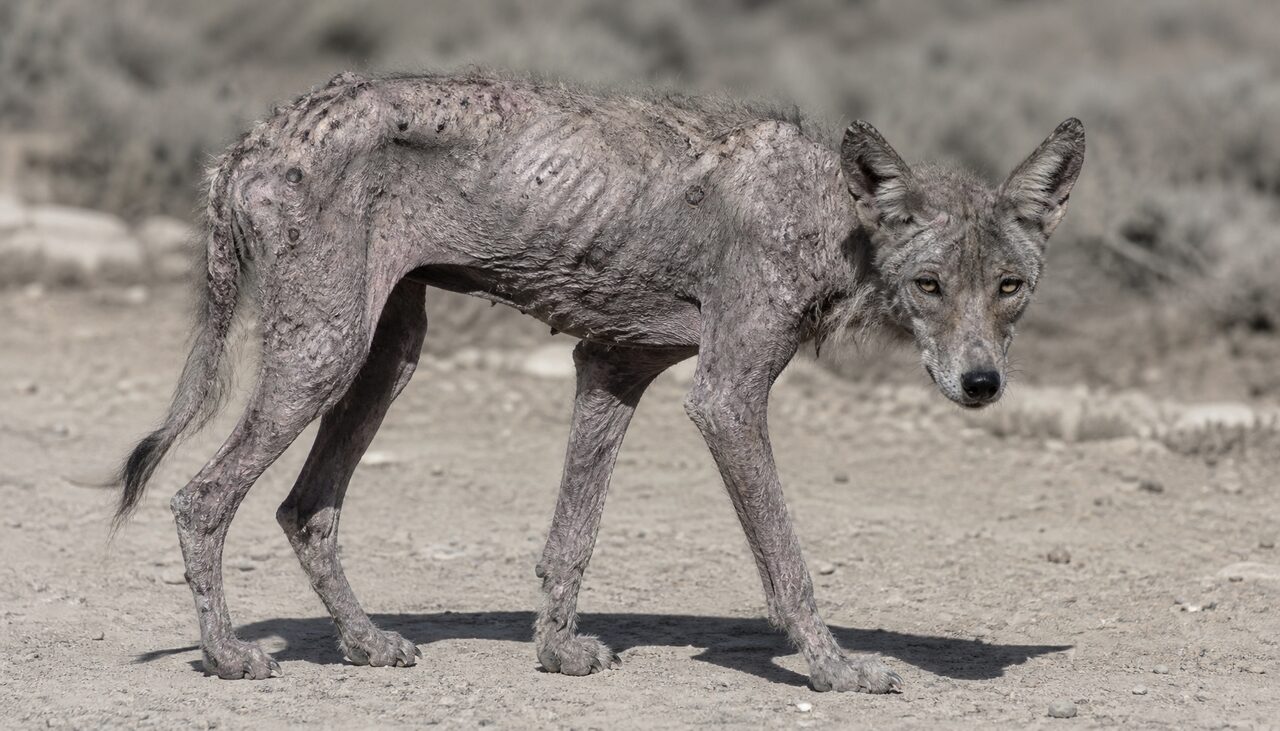 A coyote with advanced mange. People weren't inventing the Texas monster. They were photographing a real, sick animal.