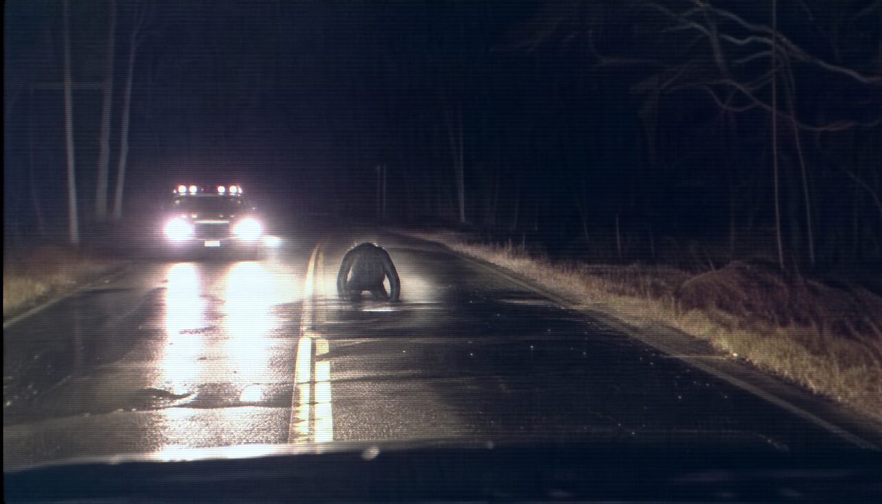 A cruiser stopped, headlights blazing, a hunched wide-shouldered shape on the center line where an animal had been lying a moment earlier.