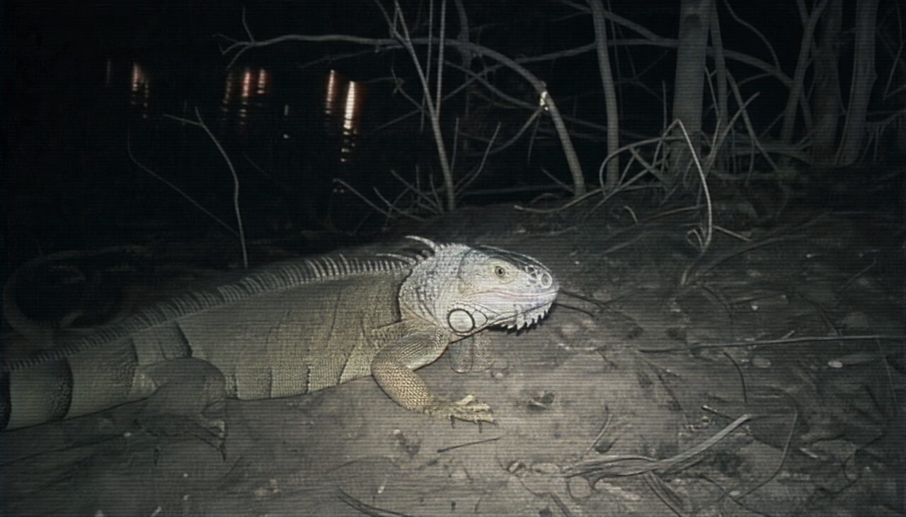 A green iguana on cold wet pavement, motionless, viewed through a chain-link fence. The animal looks, on inspection, nothing like a frog.