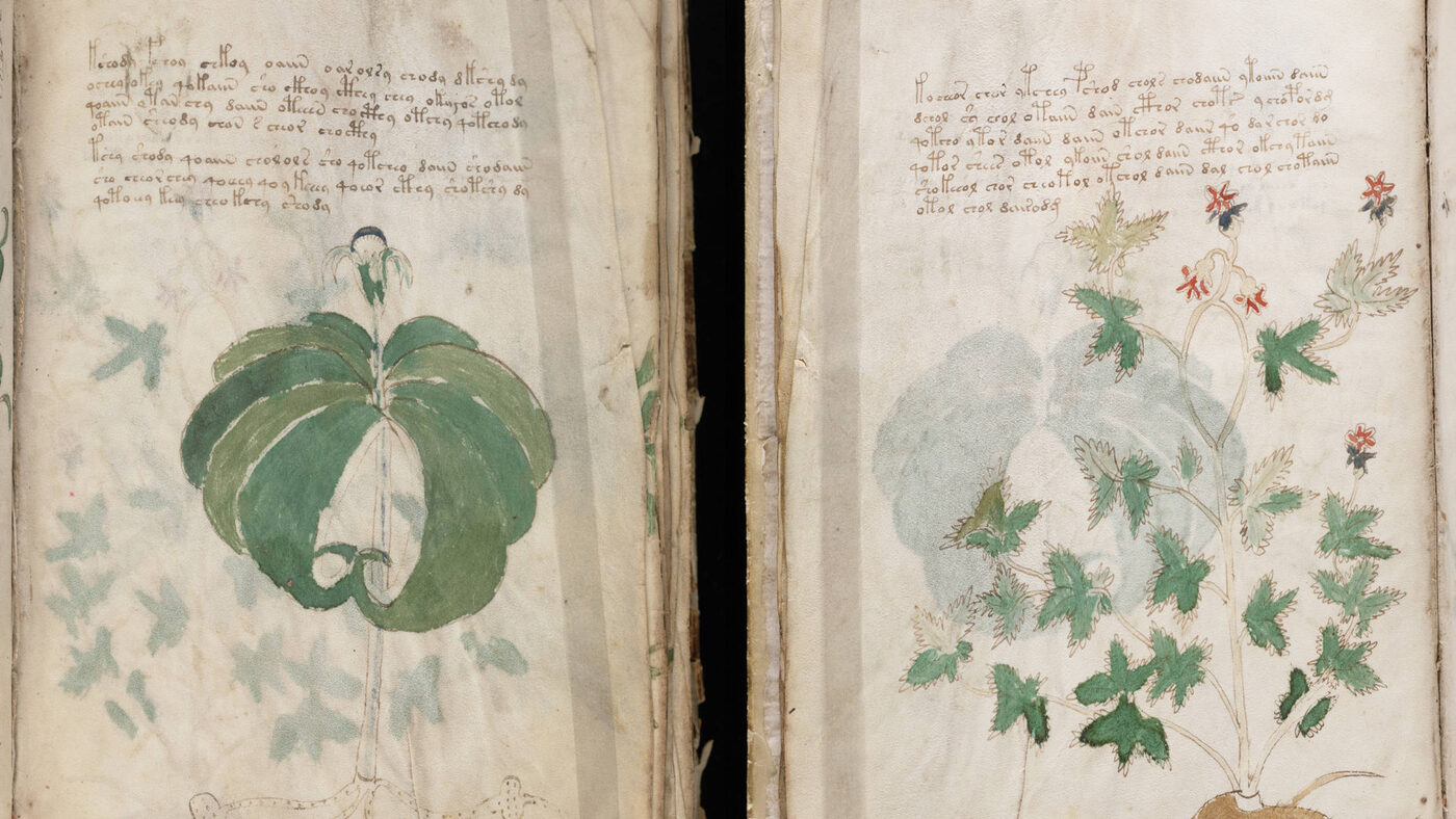 The herbal section: plants drawn with a field guide's confidence, for species that do not exist.